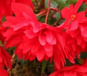 Begonia tub Illumination Scarlet 2